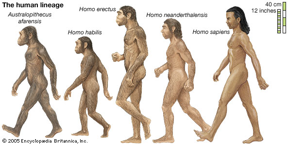 evolution-humans